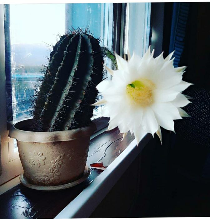 Цветы  домашние  .