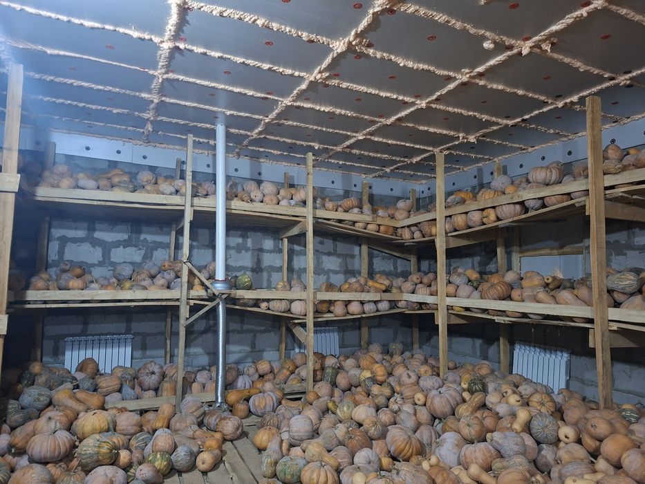 Тыква мантная, вкусная