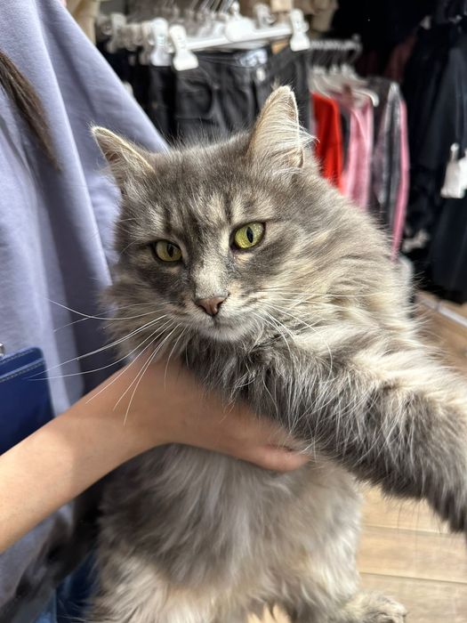 Ищет дом и любящую семью