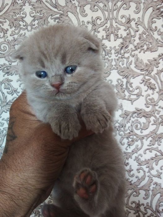 Продоется катята, Шатландские скоттиш фолд.