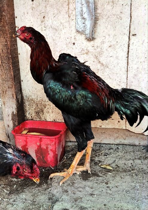 Бойцовый Дакан микс