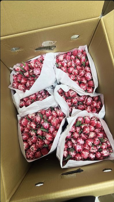 Свежие тюльпаны в Алматы