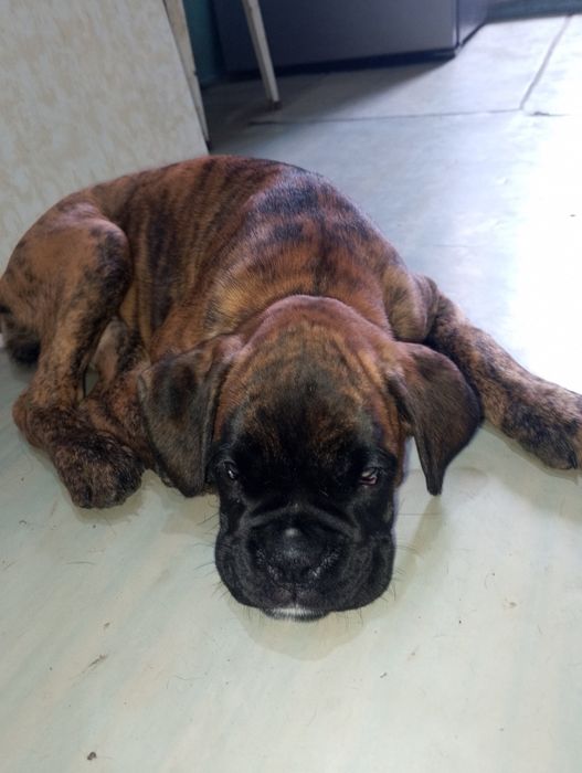 Продаются щенок немецкого боксёра