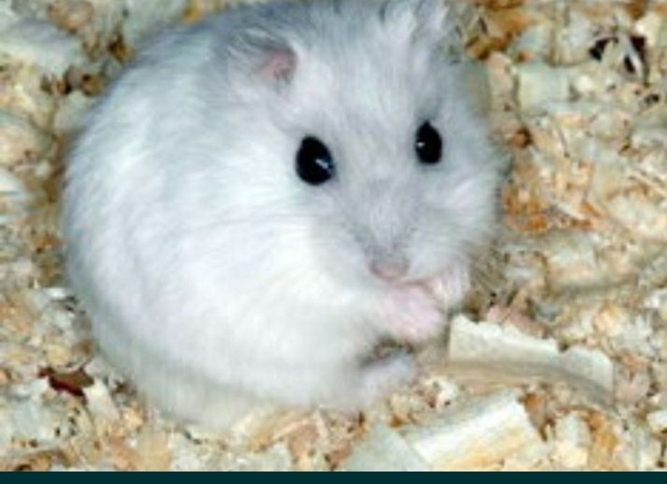 Джунгарики  хомки