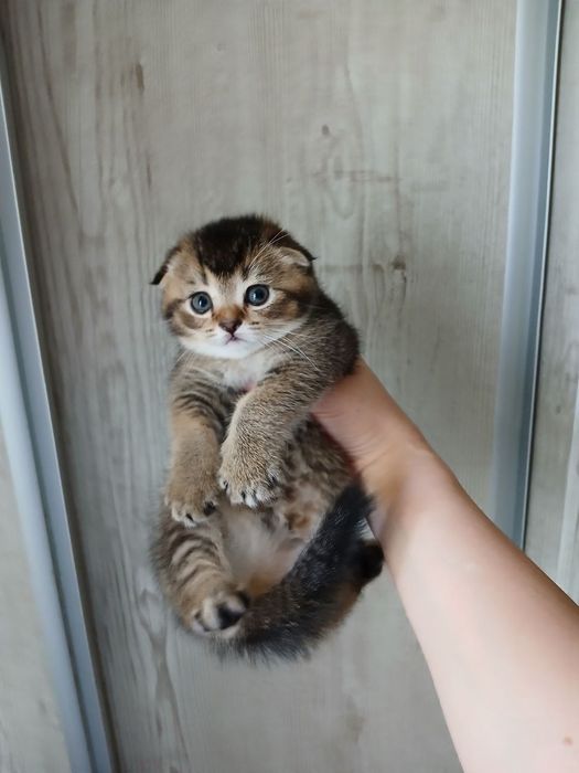 продаю котёнка девачку