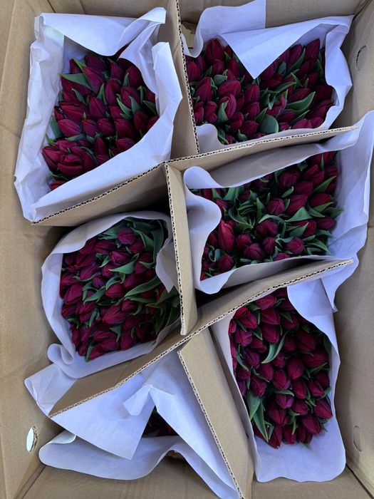 ШОК ЦЕНА ! Премиальные большие тюльпаны оптом