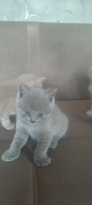 Британские котята 35000