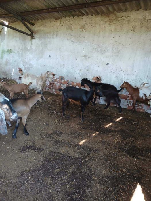 Продавам кози в с. Гълъбник