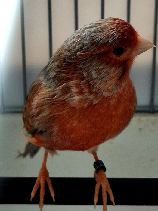 Canari ,hibrizi,indigene