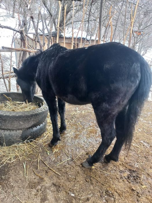 Кунан сатам, продам