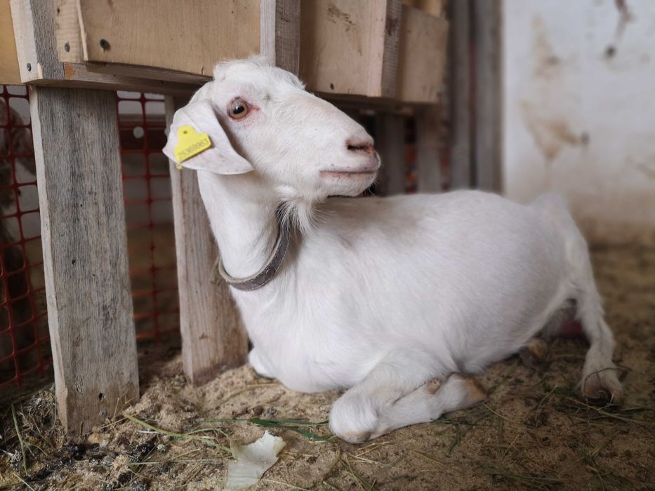 Продам дойных коз| Обучение в подарок| Сауын ешкілер табынын сатамын