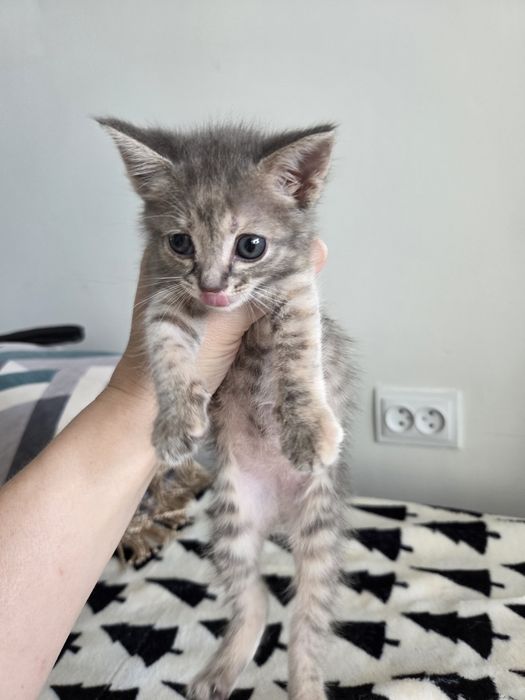 Отдам котенка в добрые руки