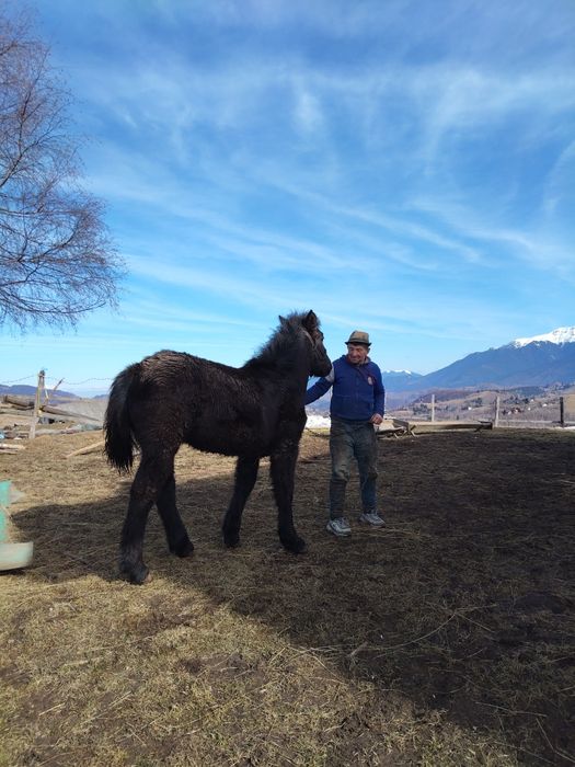 2 Cai de vânzare - sunați pt. detalii