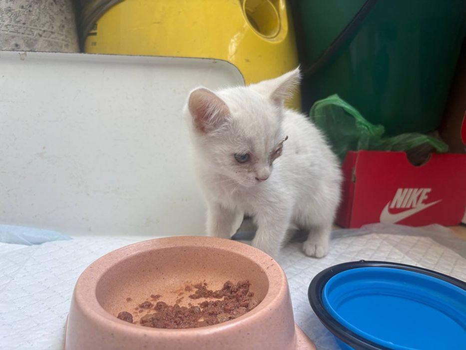Котенок бесплатно