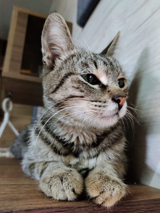 Кот в добрые руки