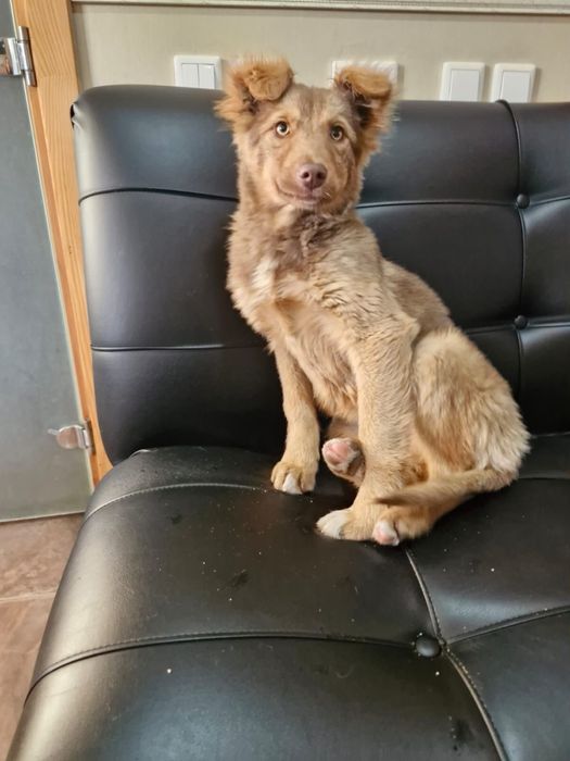 Отдам в хорошие руки