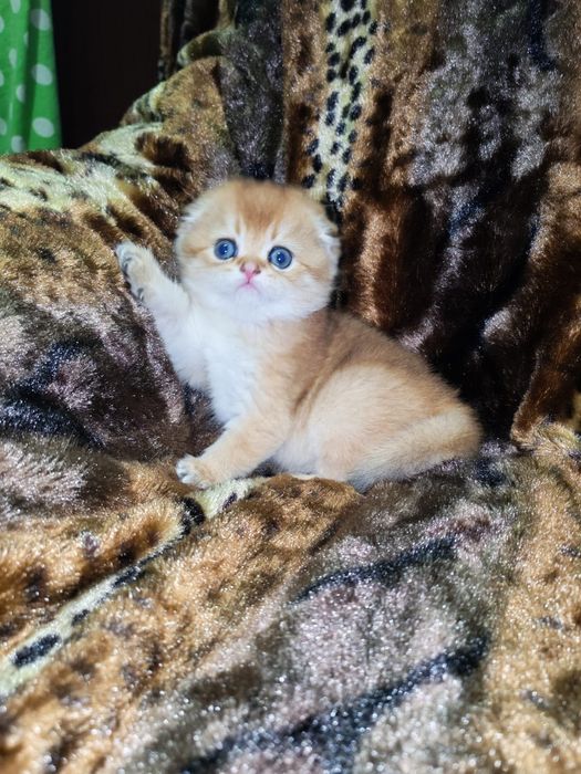 Золотая шиншилла котята