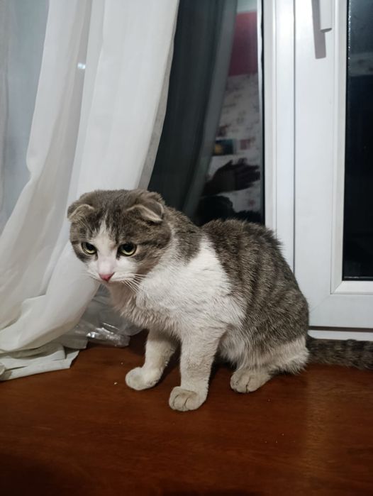 Отдам бесплатно кота