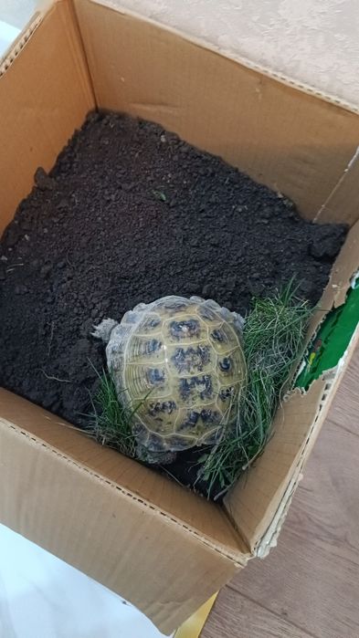 Среднеазиатские черепахи