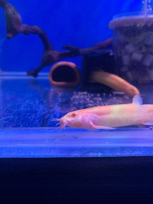 Вьюн Золотой дракон