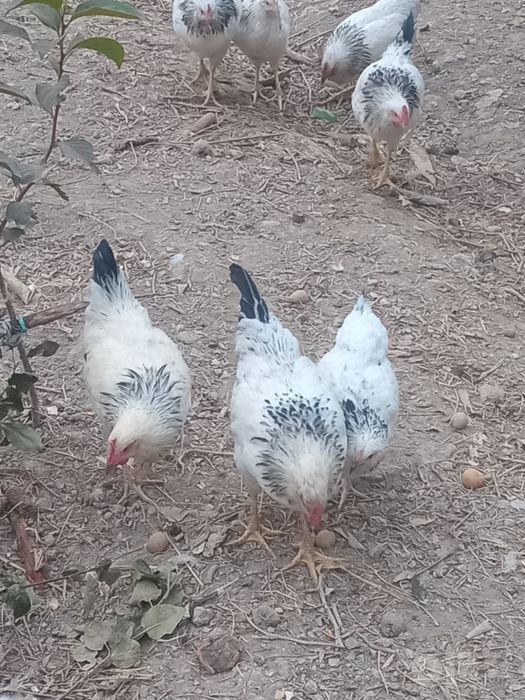 Tovuqlar sotiladi 4+1