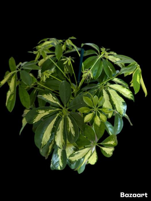 Шефлера Герда в подарок на 8 марта