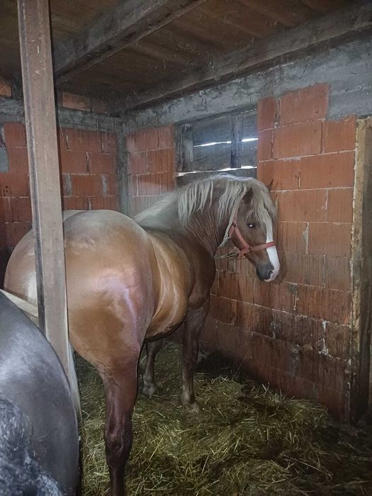 Cai de vanzare de 3 ani