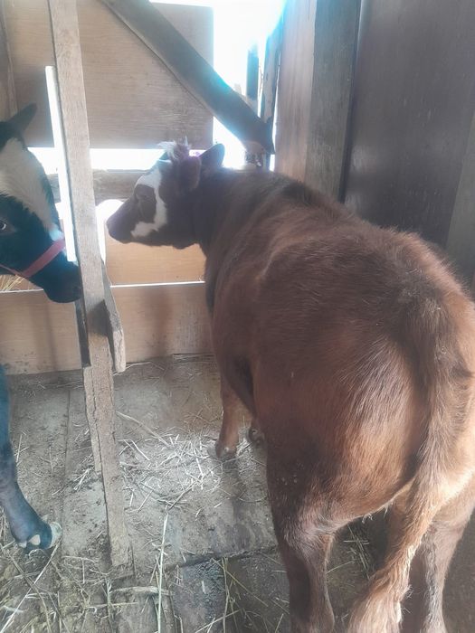 Сельхоз животные.