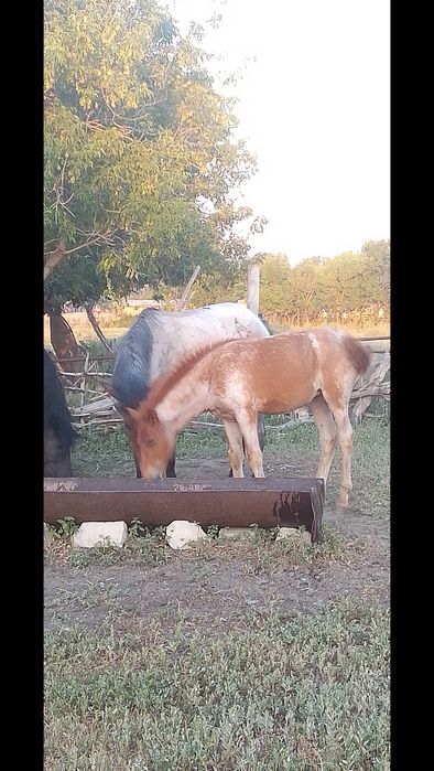 Продам кобылу с жеребенком