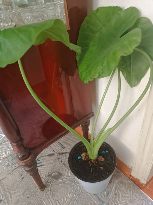 Цветы комнатные в горшках