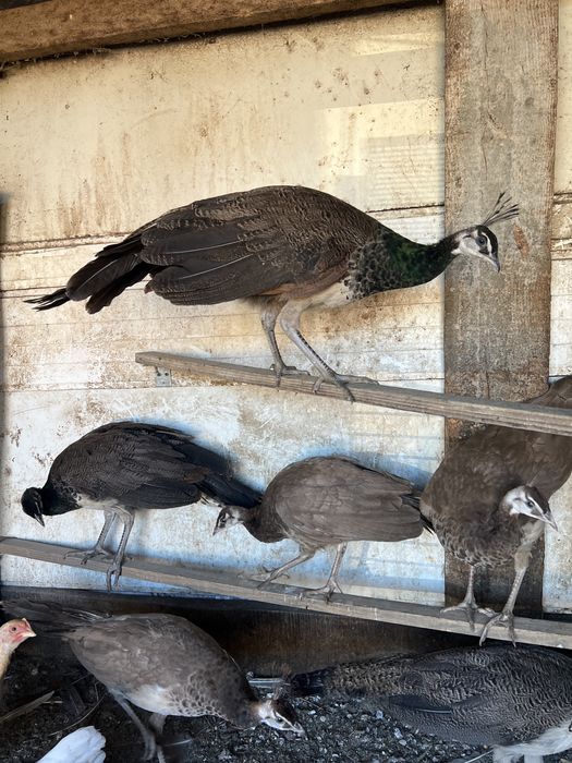 Pauni maturi si tineret 2025