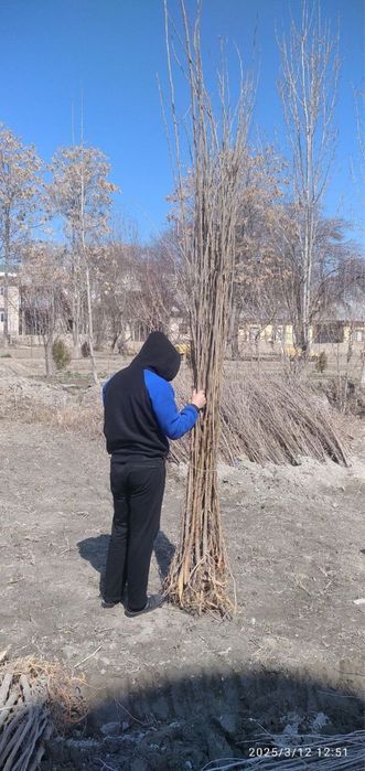 Tut nihol va turli xil mevali kochatlar