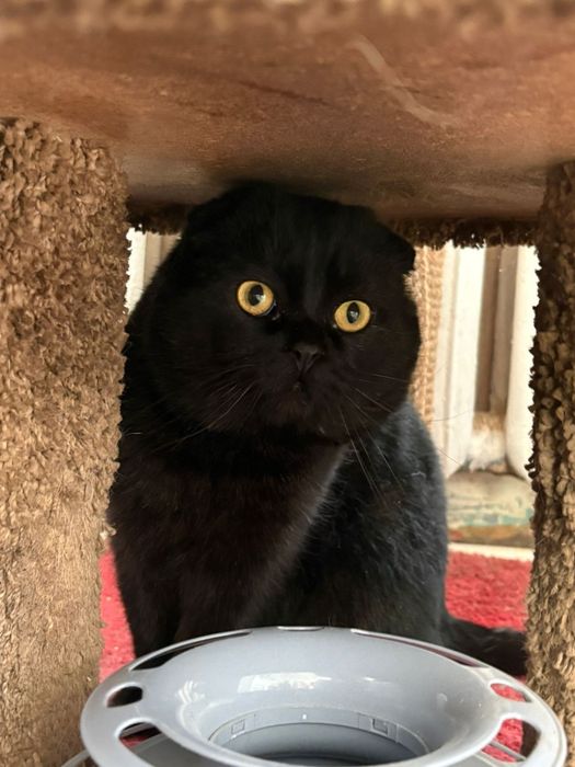 Отдам шотландский кота!