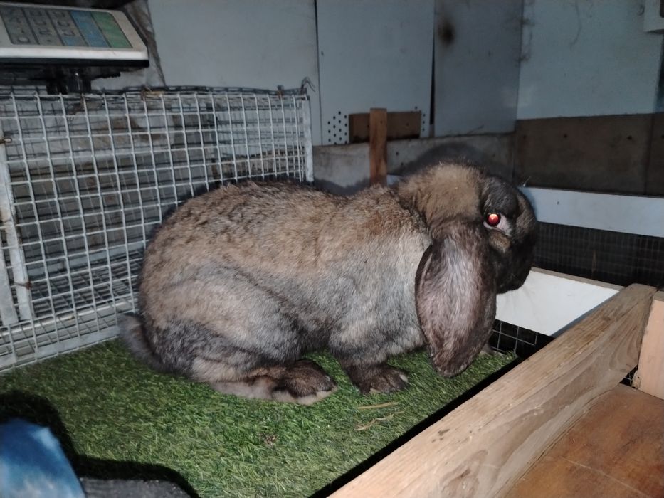 продам кроликав породы французский боран