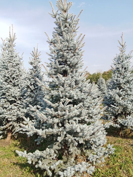 Ёлки голубые хупси