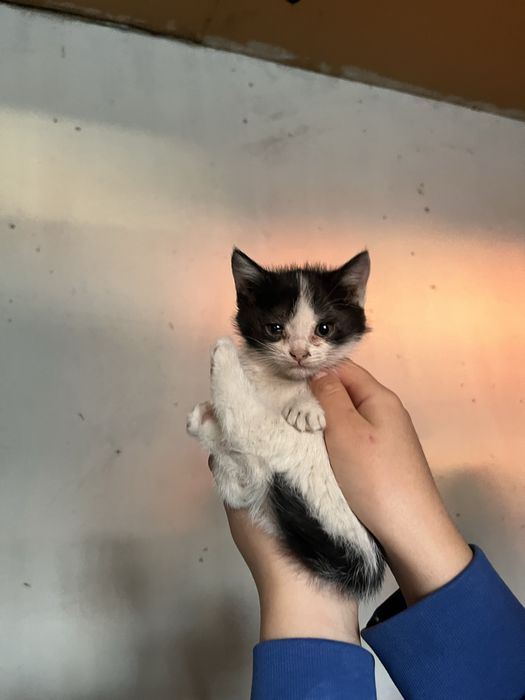 Отдаем котят в добрые руки