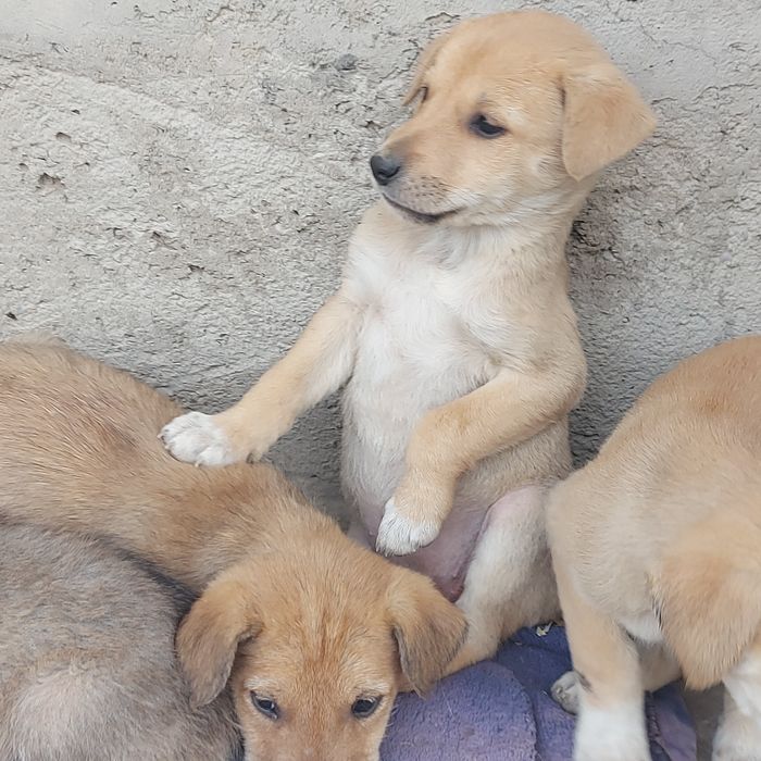 Собаки Животные Щенки 1,5 месяца