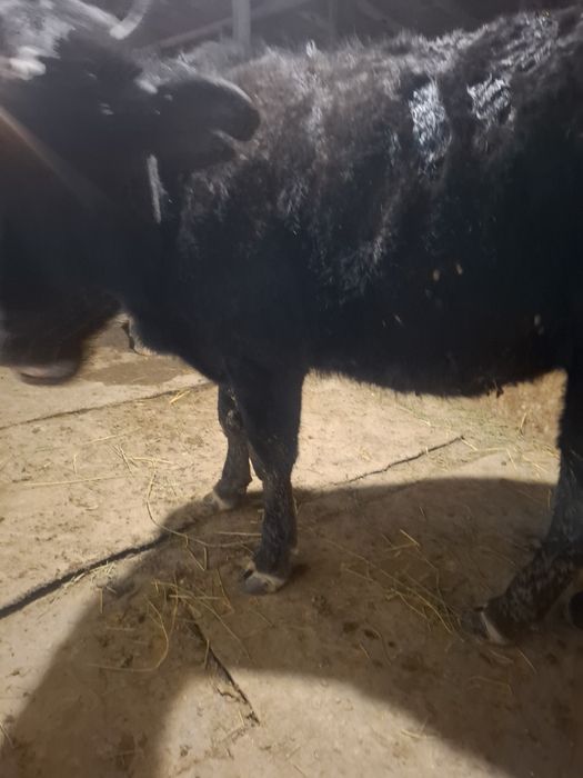 Продам молодую телку