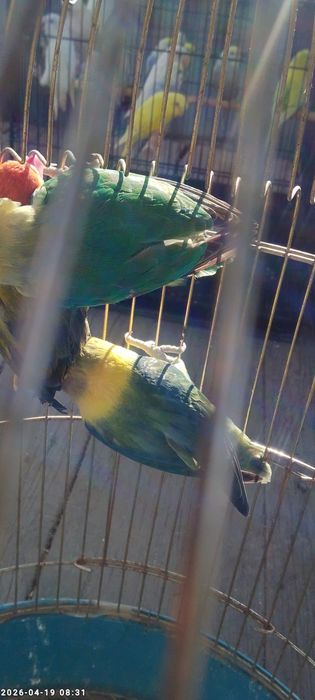 Nerzushka qushlar 3 dona