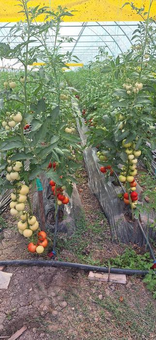 Tomate cu gust...