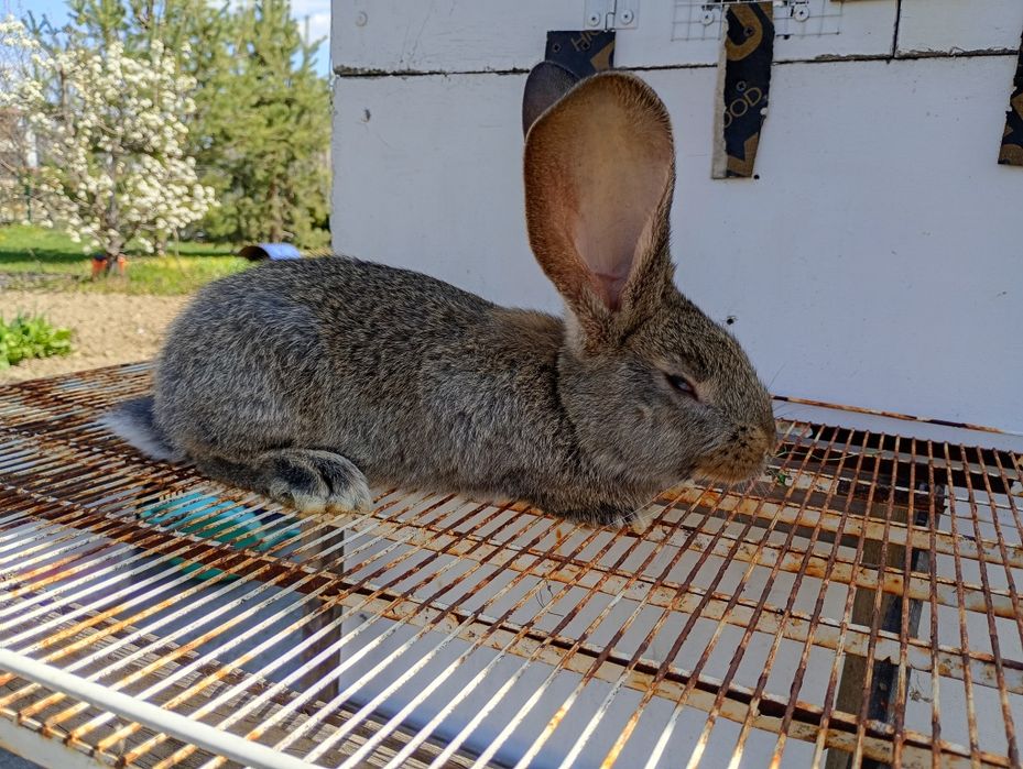 Продавам белгийски великан