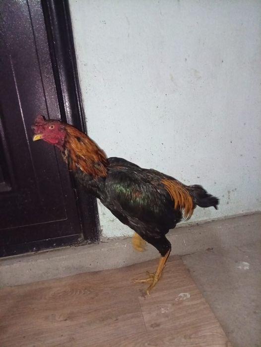 Продам петуха дакан