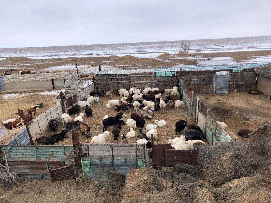 Шаруа қожалғы сатылады