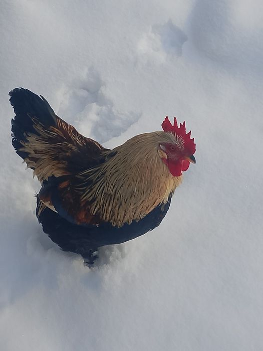 Продам 4 петухов