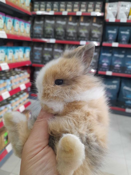 Декоративни мини зайчета на 1 месец