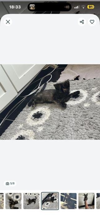 Отдам в добрые руки котенка девочка