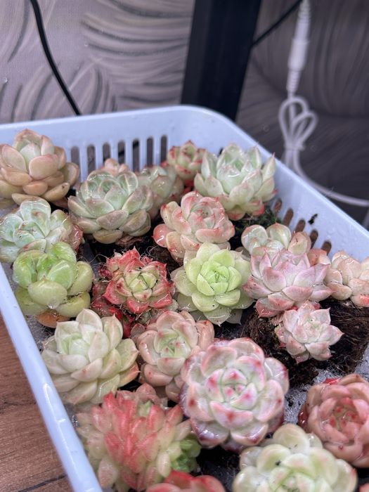 Суккуленты любой 2500