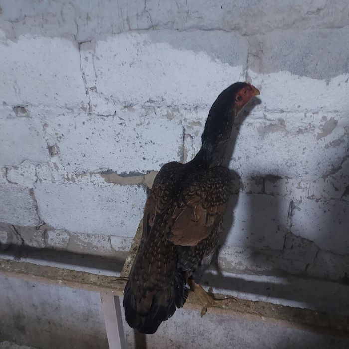 Корейц 1год ноги квадрат