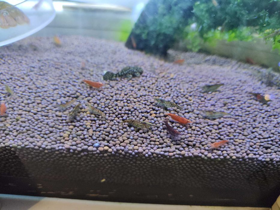 Креветки аквариумные