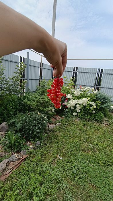 Продам декоративные кустарники